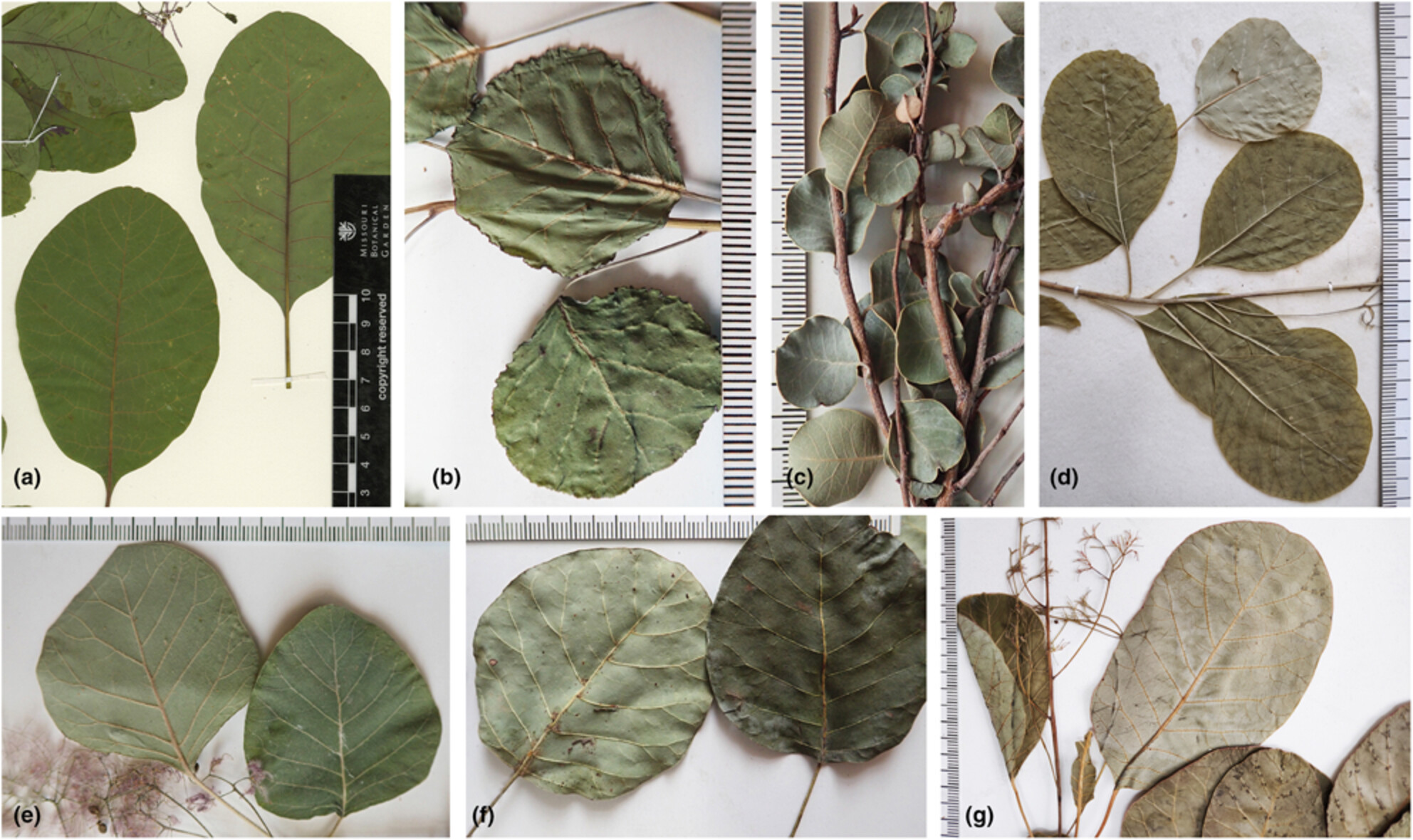Molecular evolution and phylogenomic analysis of complete chloroplast genomes of Cotinus (Anacardiaceae)