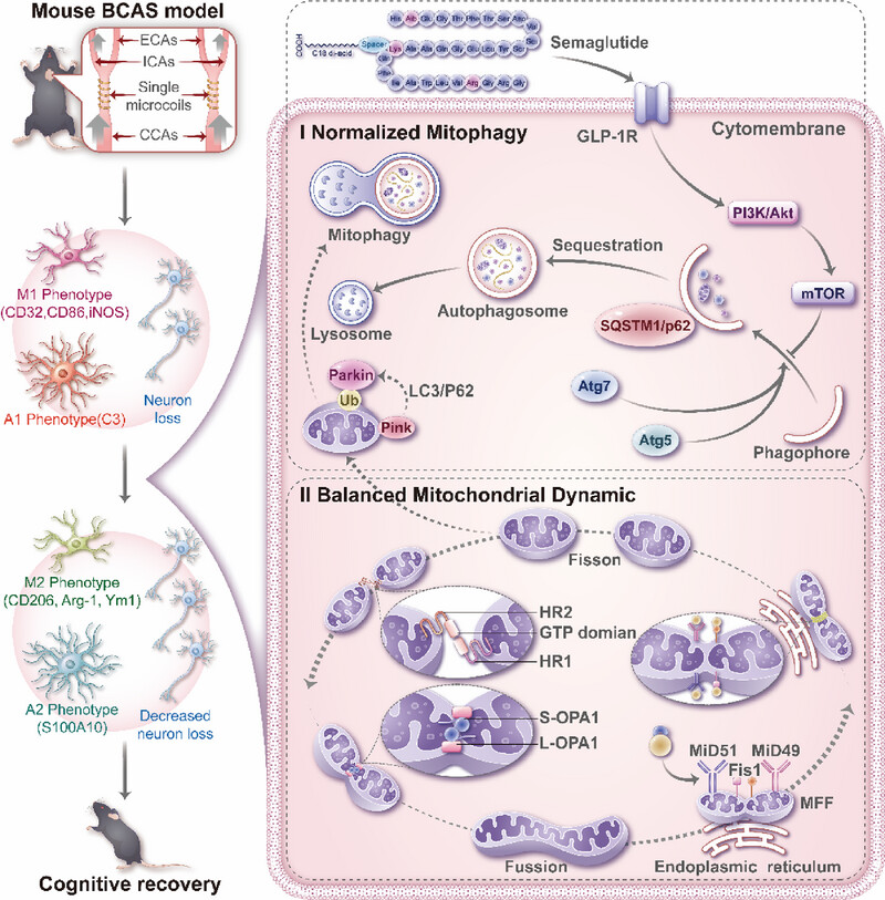 Semaglutide to remodel mitochondrial dynamics and mitophagy balance for vascular dementia therapy