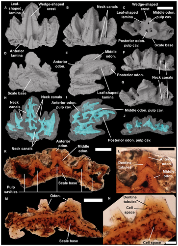 Details are in the caption following the image Details are in the caption following the image
