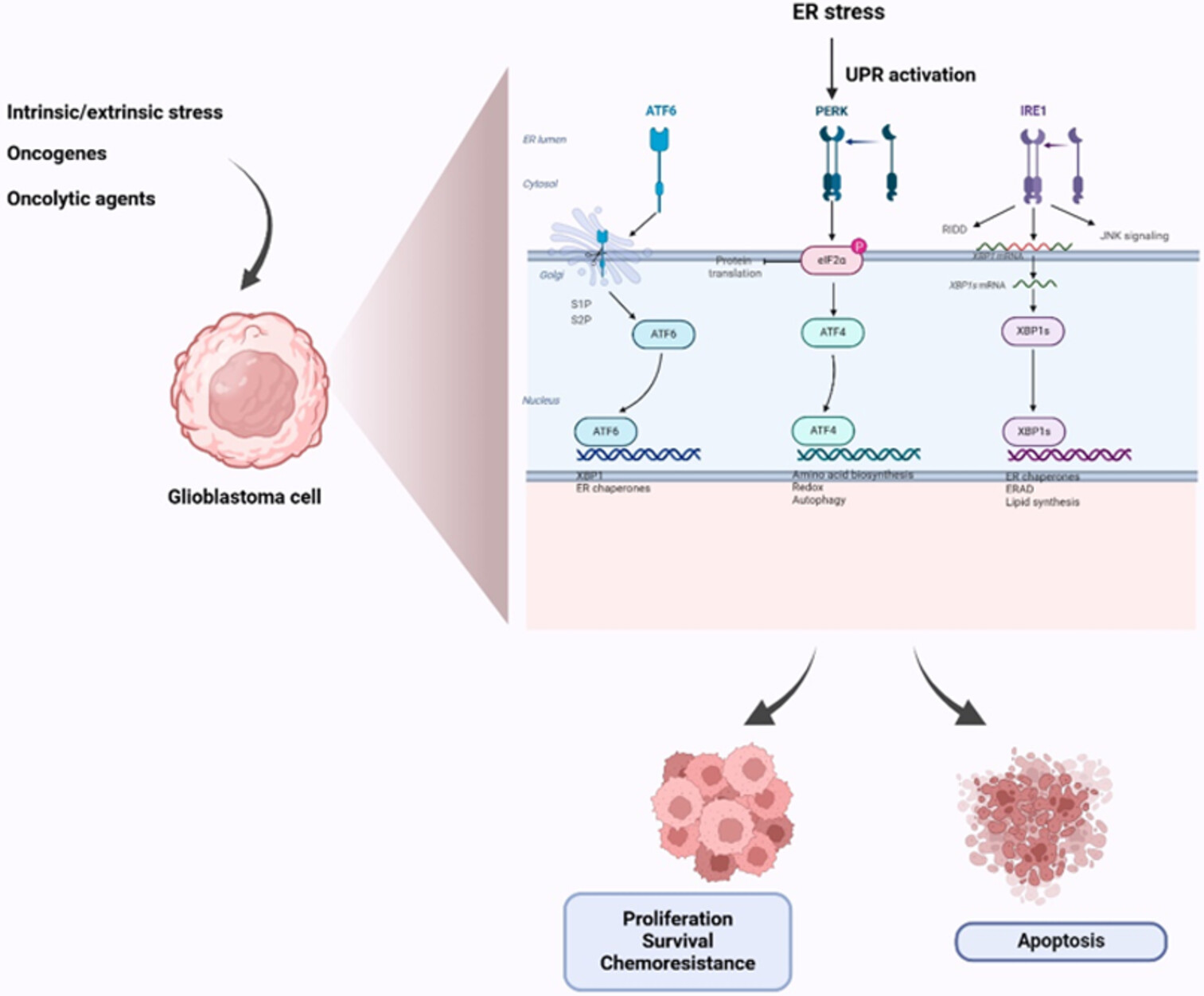 The unfolded protein response machinery in glioblastoma genesis, chemoresistance and as a druggable target