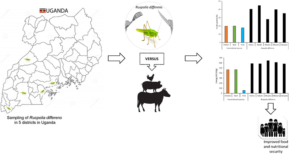 Variability in nutrient composition of the edible long-horned grasshopper (Ruspolia differens) in Uganda and its potential in alleviating food insecurity