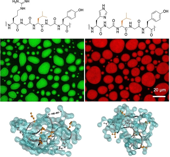 Sequence-Tunable Phase Behavior and Intrinsic Fluorescence in Dynamically Interacting Peptides