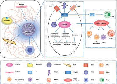 Lipid metabolism in cancer progression and therapeutic strategies