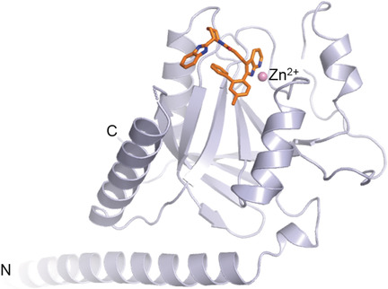 Azaindoles as Zinc-Binding Small-Molecule Inhibitors of the JAMM Protease CSN5
