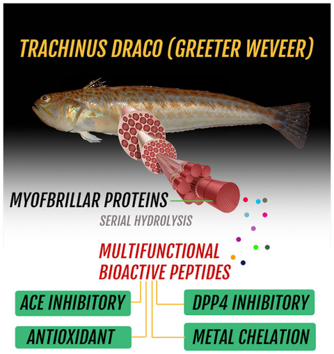 Extraction and characterization of novel multifunctional peptides from Trachinus Draco (greater weever) myofibrillar proteins with ACE/DPP4 inhibitory, antioxidant, and metal chelating activities