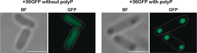 An Inorganic Biopolymer Polyphosphate Controls Positively Charged Protein Phase Transitions