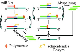 Ultrasensitive Detection of microRNAs by Exponential Isothermal Amplification