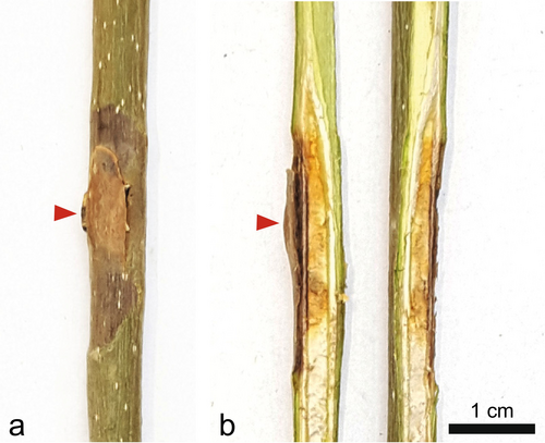 Details are in the caption following the image Details are in the caption following the image