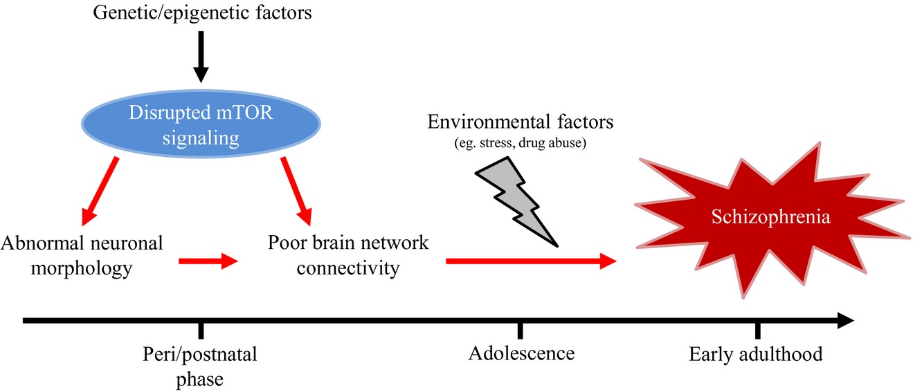 Is the mTOR-signalling cascade disrupted in Schizophrenia?
