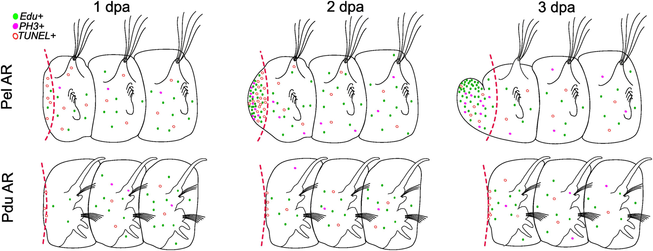 Comparative Regeneration Dynamics of Platynereis dumerilii and Pygospio elegans (Annelida): Morphological and Cellular Events