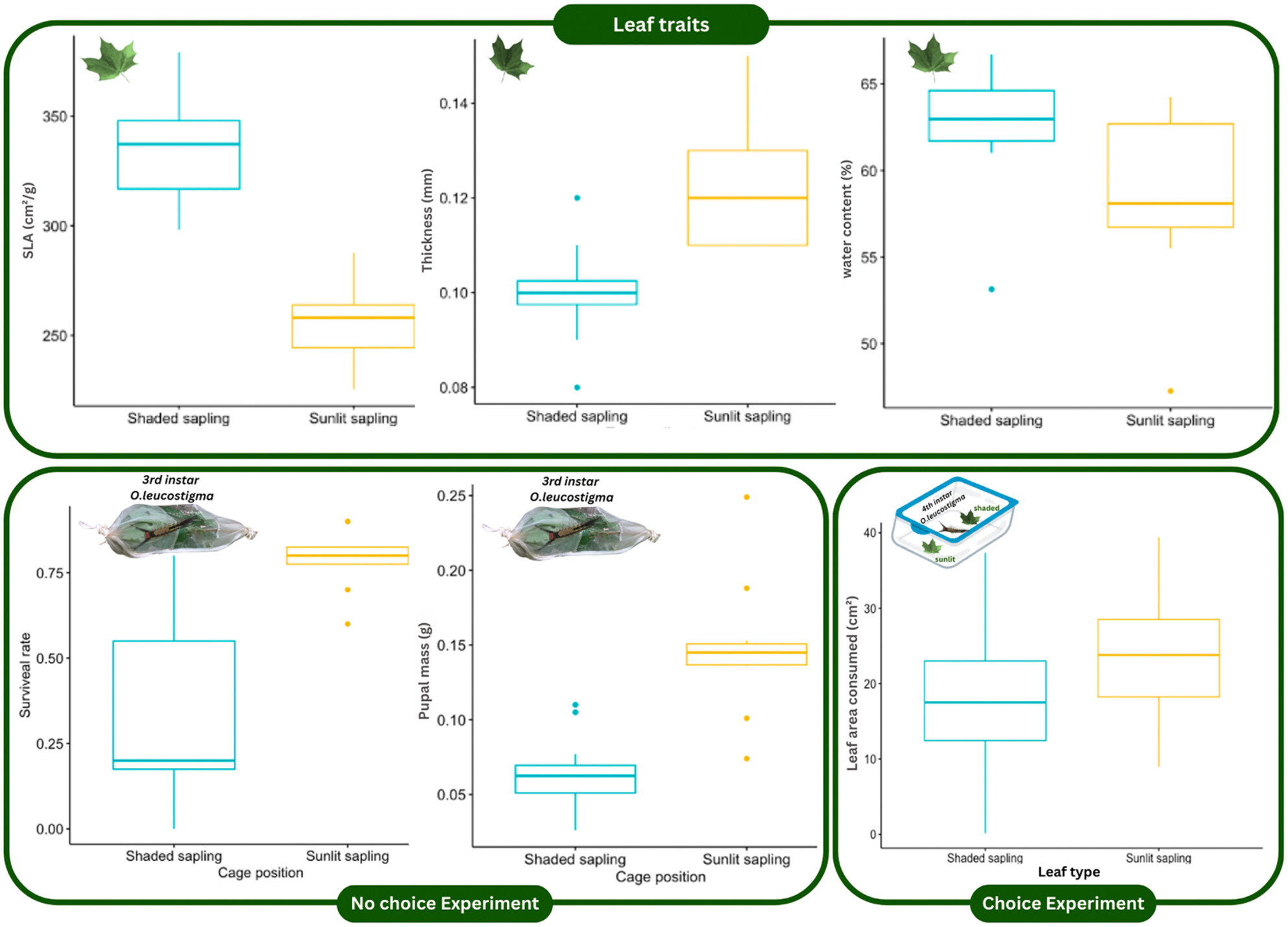 Impact of light intensity on sugar maple leaf physical traits and consequences for caterpillar preference and performance