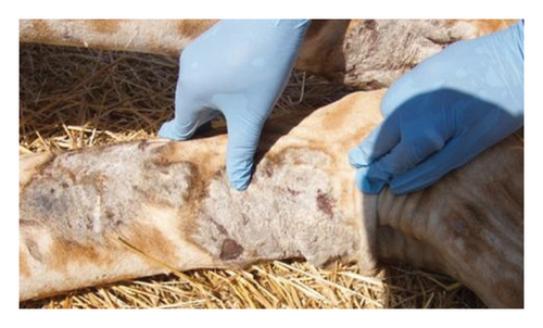 Details are in the caption following the image Details are in the caption following the image