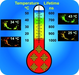 Intracellular Thermometry by Using Fluorescent Gold Nanoclusters