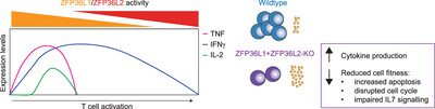 Combined Deletion of ZFP36L1 and ZFP36L2 Drives Superior Cytokine Production in T Cells at the Cost of Cell Fitness