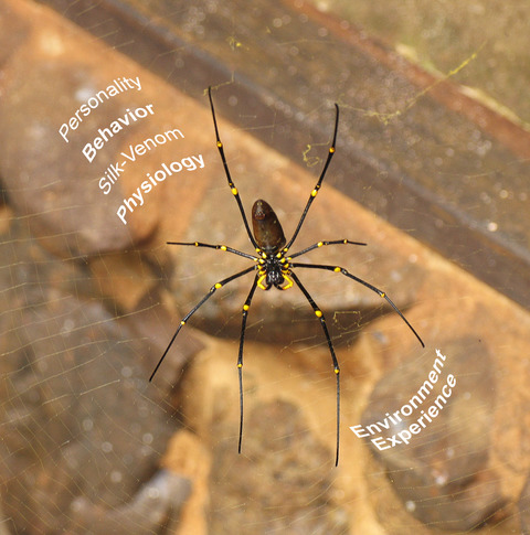 Beyond spider personality: The relationships between behavioral, physiological, and environmental factors