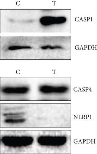 Details are in the caption following the image