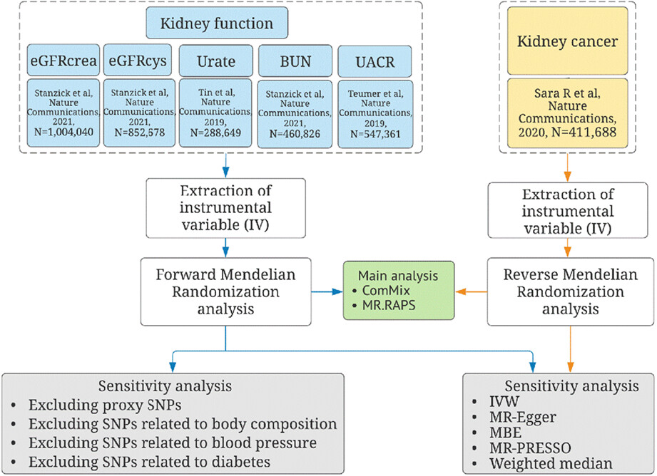 Impairment of kidney function and kidney cancer: A bidirectional Mendelian randomization study