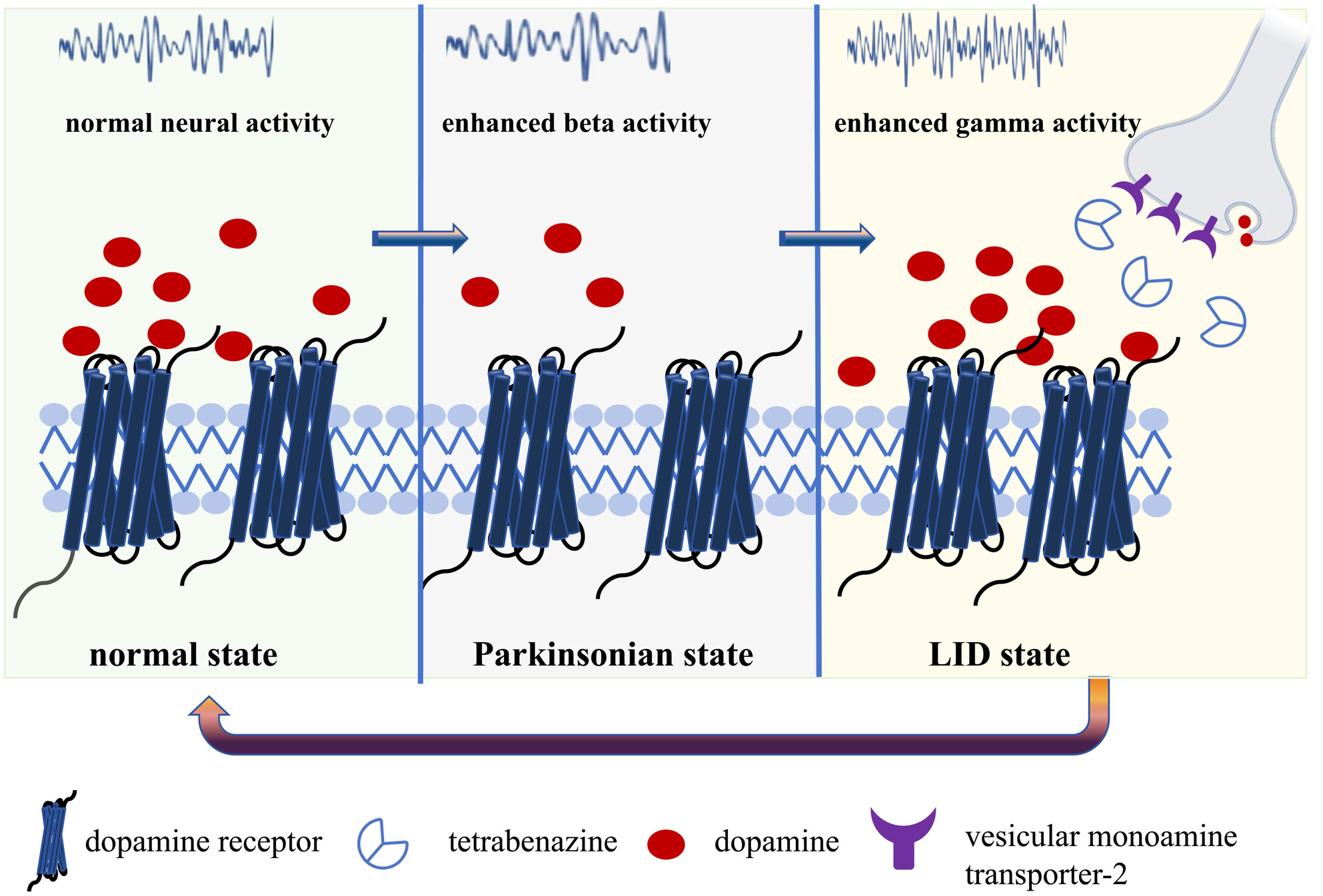 Electrophysiological Alterations in the Progression of Parkinson's Disease and the Therapeutic Effect of Tetrabenazine on Rats With Levodopa-Induced Dyskinesia