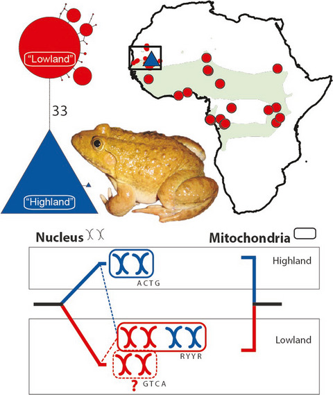 Second Sahelian amphibian endemism suggested by phylogeography of Groove crowned Bullfrog (Hoplobatrachus occipitalis) in western Sahel and hints of polyploid species formation