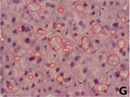 Details are in the caption following the image Details are in the caption following the image