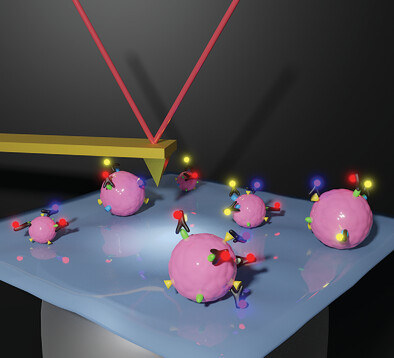 Multiparametric Profiling of Single Nanoscale Extracellular Vesicles by Combined Atomic Force and Fluorescence Microscopy: Correlation and Heterogeneity in Their Molecular and Biophysical Features