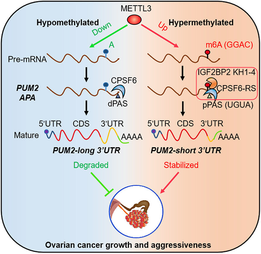 IGF2BP2 binding to CPSF6 facilitates m6A-mediated alternative polyadenylation of PUM2 and promotes malignant progression in ovarian cancer