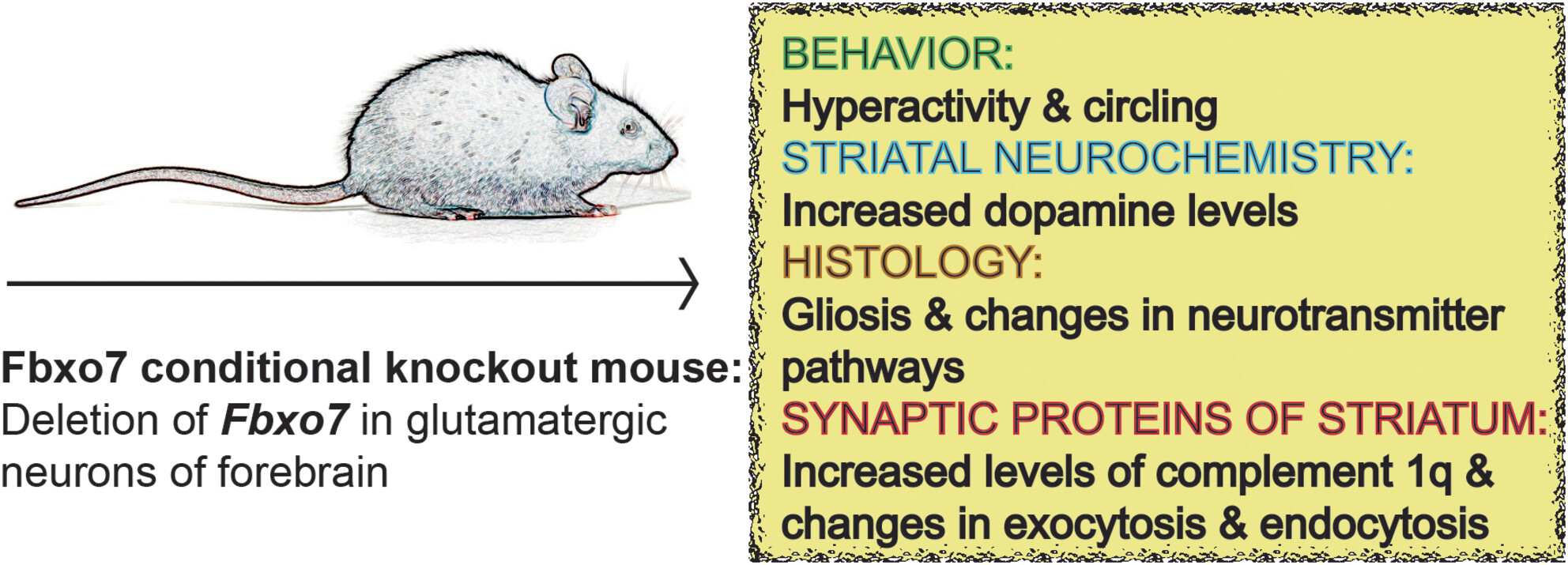 Loss of the parkinsonism-associated protein FBXO7 in glutamatergic forebrain neurons in mice leads to abnormal motor behavior and synaptic defects