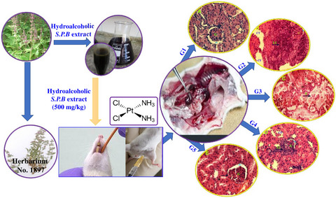 Antioxidant and protective effect of Stachys pilifera Benth against nephrotoxicity induced by cisplatin in rats