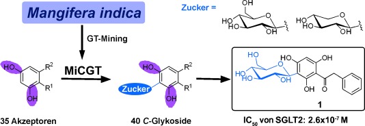 Probing the Catalytic Promiscuity of a Regio- and Stereospecific C-Glycosyltransferase from Mangifera indica