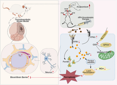 Acupuncture Alleviates Blood–Brain Barrier Damage After Delayed rtPA Thrombolysis for Acute Ischemic Stroke by Regulating Ferroptosis