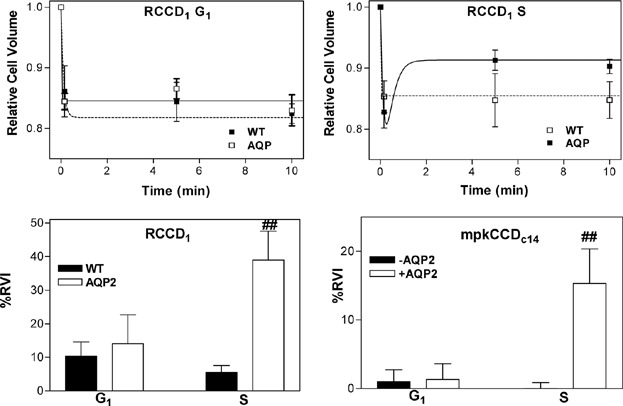 AQP2-Induced Acceleration of Renal Cell Proliferation Involves the Activation of a Regulatory Volume Increase Mechanism Dependent on NHE2