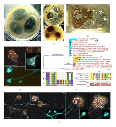 Details are in the caption following the image Details are in the caption following the image