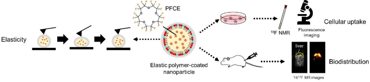 Elastic Polymer Coated Nanoparticles with Fast Clearance for 19F MR Imaging