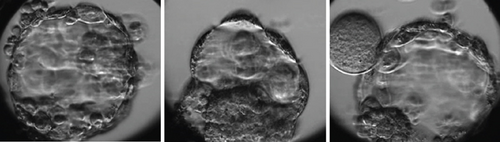 Details are in the caption following the image
