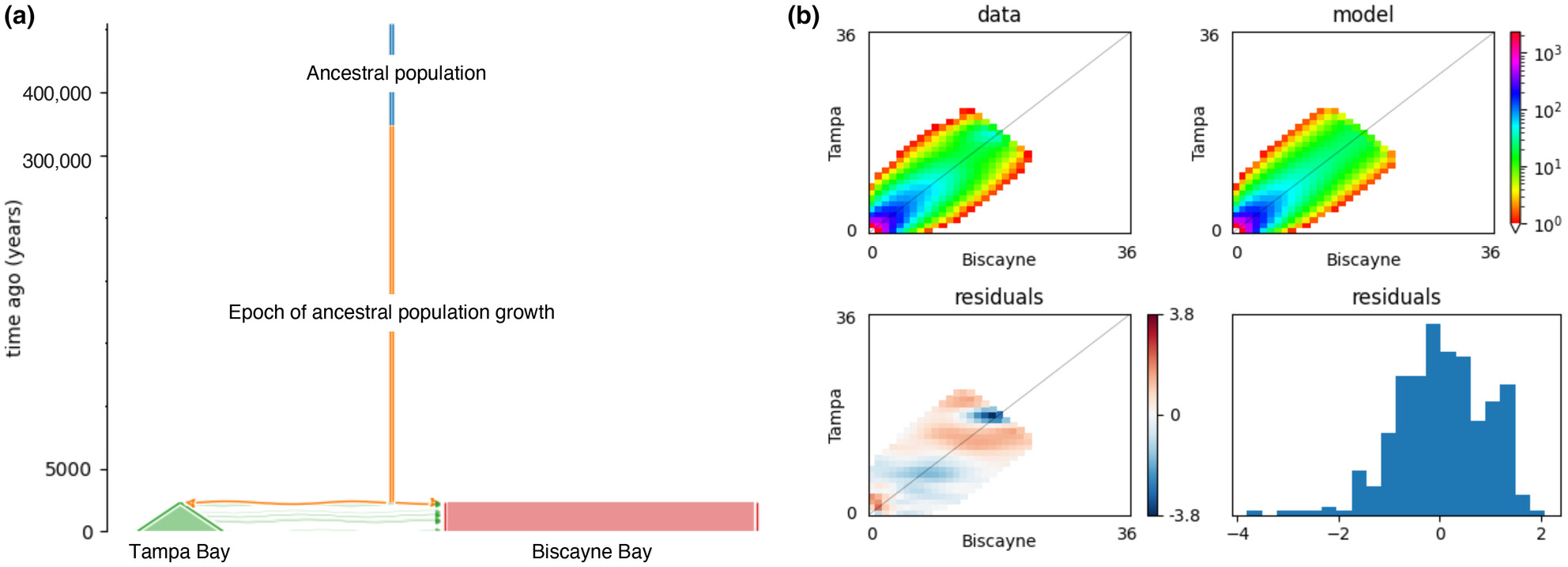 Evidence for gene flow from the Gulf of Mexico to the Atlantic Ocean in bonnethead sharks (Sphyrna tiburo)