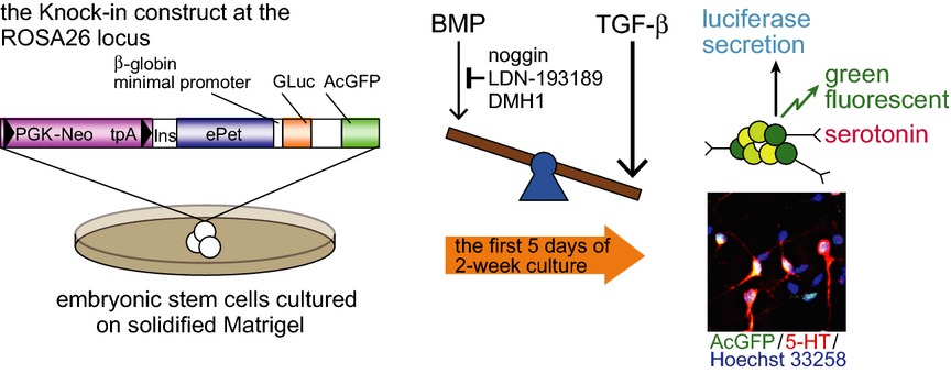 Identification of the role of bone morphogenetic protein (BMP) and transforming growth factor-β (TGF-β) signaling in the trajectory of serotonergic differentiation in a rapid assay in mouse embryonic stem cells in vitro