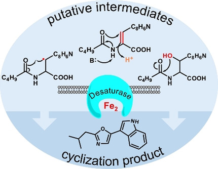 A Desaturase-Like Enzyme Catalyzes Oxazole Formation in Pseudomonas Indolyloxazole Alkaloids