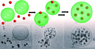 Internalization of Silica Nanoparticles into Fluid Liposomes: Formation of Interesting Hybrid Colloids