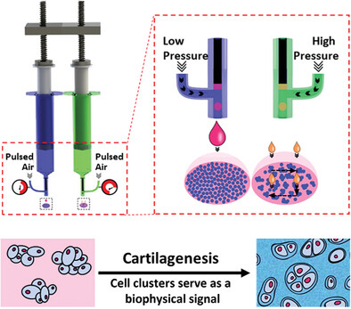 Cellular Patterning Alone Using Bioprinting Regenerates Articular Cartilage Through Native-Like Cartilagenesis