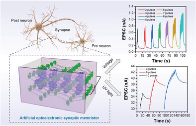 Novel Semiconductive Ternary Hybrid Heterostructures for Artificial Optoelectronic Synapses
