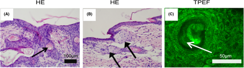 Details are in the caption following the image Details are in the caption following the image