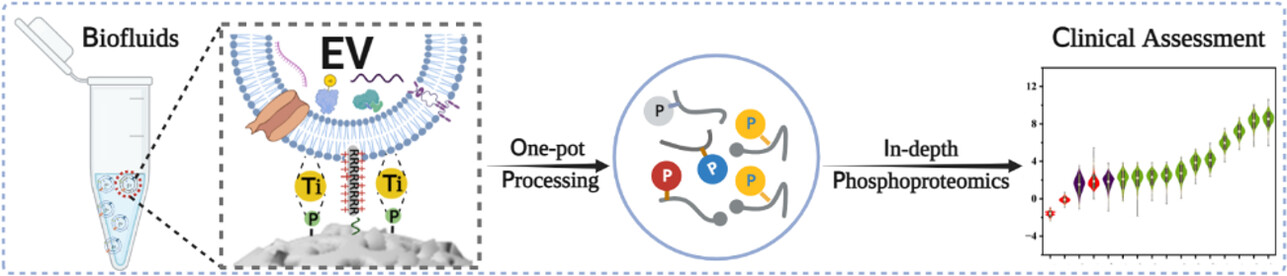 Profiling Phosphoproteome Landscape in Circulating Extracellular Vesicles from Microliters of Biofluids through Functionally Tunable Paramagnetic Separation