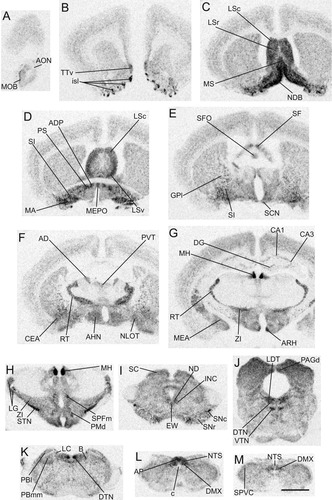 Details are in the caption following the image Details are in the caption following the image