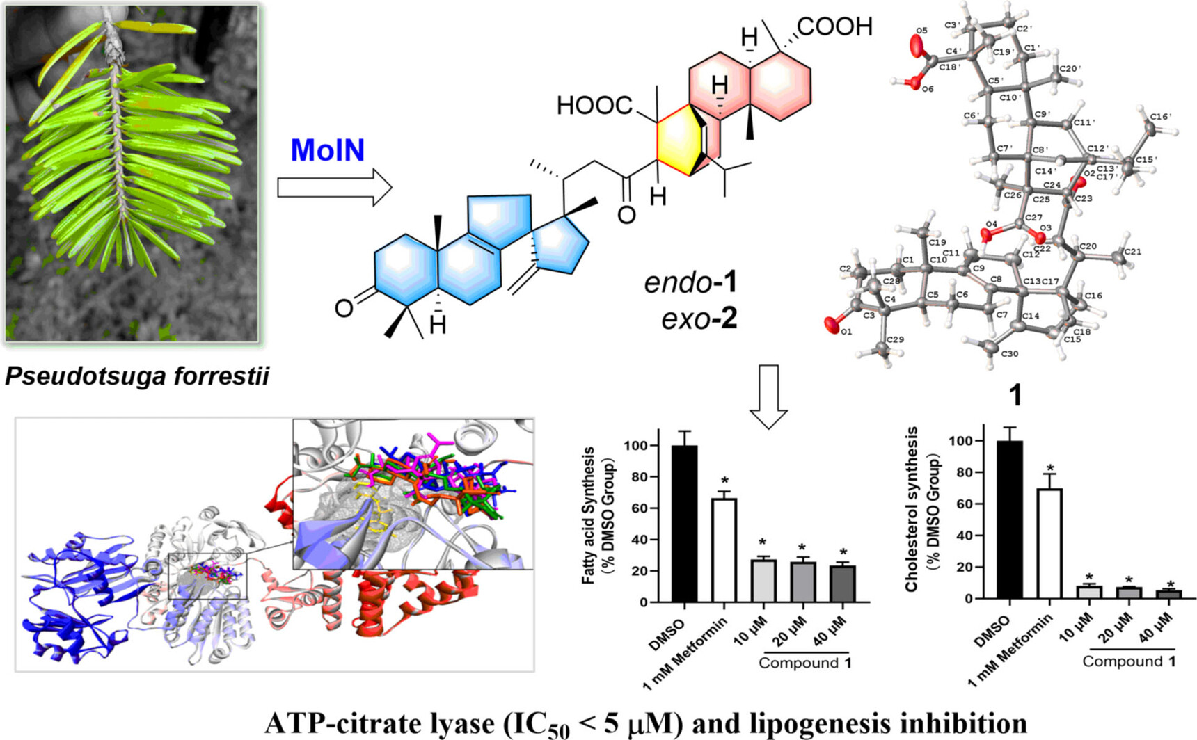 Forrestiacids A and B, Pentaterpene Inhibitors of ACL and Lipogenesis: Extending the Limits of Computational NMR Methods in the Structure Assignment of Complex Natural Products