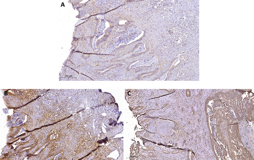 Details are in the caption following the image Details are in the caption following the image