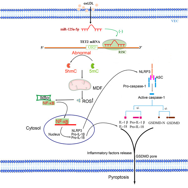 OxLDL induces vascular endothelial cell pyroptosis through miR-125a-5p/TET2 pathway