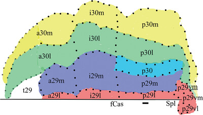 Comparison of monkey and human retrosplenial neurocytology