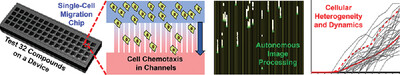 High-Throughput Cellular Heterogeneity Analysis in Cell Migration at the Single-Cell Level