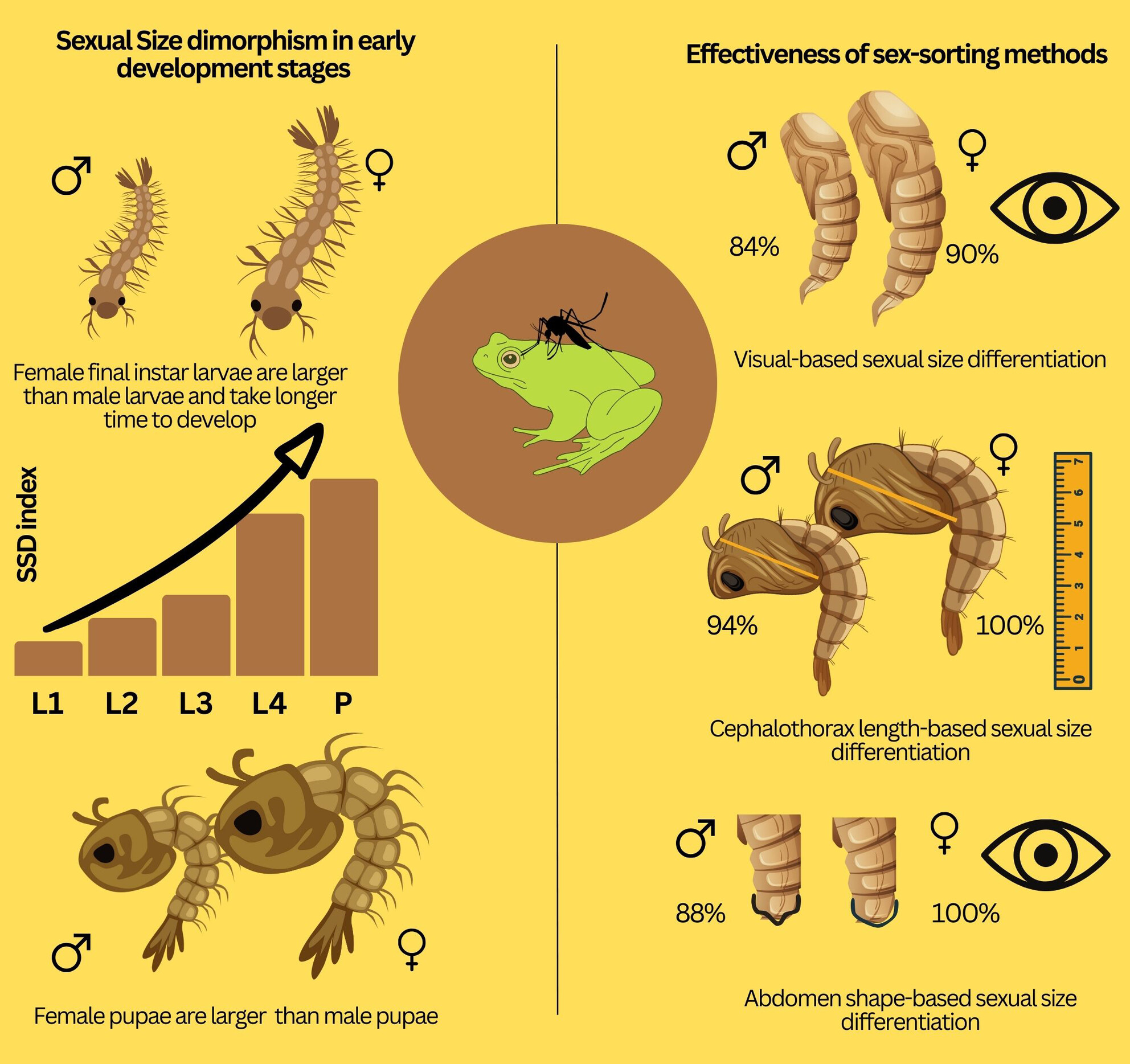 Size and sex in early developmental stages in a frog-biting mosquito