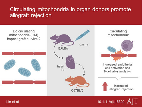 Circulating mitochondria in organ donors promote allograft rejection